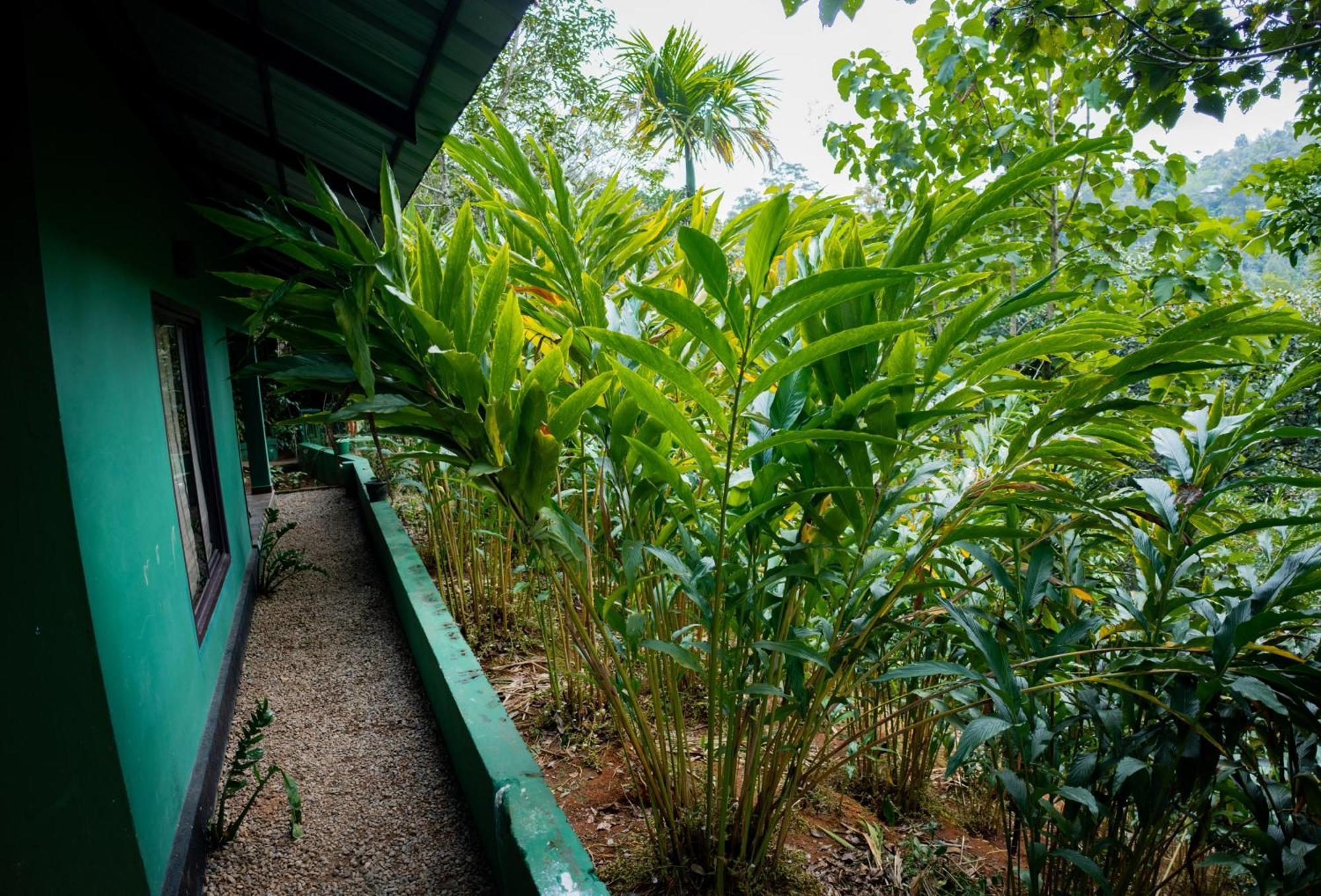 Edens Munnar Hotel Buitenkant foto